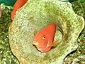 Orange aquarium fish underwater in a shell